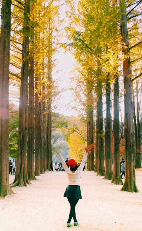 Nami Island Autumn, Nami Island Korea, Fall In Korea, South Korea Autumn, Korea Bucket List, Sk Photo, Things To Do In Korea, Visit South Korea, Stuffed Pancakes