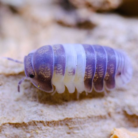 Panda King #Isopods now available https://www.xyzreptiles.com/product/panda-king-isopods-for-sale-cubaris-sp/ Cubaris sp #XYZReptiles #Isopod #IsopodPets #IsopodMorph #MicroPet #RolyPoly #RolliePollie #PillBug #Cubaris #CubarisPandaKing #isopodsforsale #isopoda #bug #insect #arthropod #crustacean #cleanupcrew #invertebrate #Isopodhours #Miami #terrarium #bioactive #vivarium #specimen #insectbreeding Bioactive Vivarium, Woodlice, Pill Bug, Cool Insects, Cool Bugs, Beautiful Bugs, Creepy Crawlies, Arthropods, Vivarium