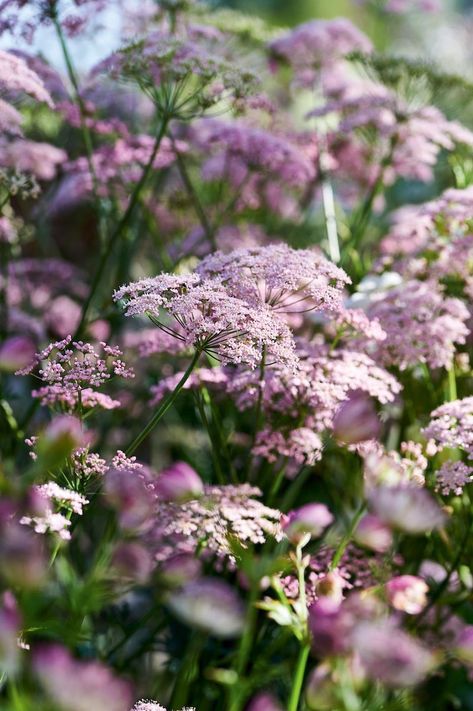 Combining Arts and Crafts style with New Perennial planting - Gardens Illustrated Arts And Crafts Garden, Gardens Illustrated, Blue Geranium, English Garden Style, English Garden Design, Carolina House, Fragrant Roses, Arts And Crafts Style, Classic Cottage