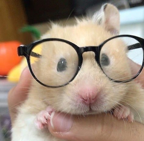 Hamster Pics, Baby Hamster, Funny Hamsters, A Hamster, Cute Small Animals, Cute Rats, Animal Icon, Funny Animal Photos, Hams