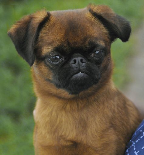 A nice Griffon Bruxellois puppy Griffon Bruxellois, Dog Standing, The Stables, Brussels Griffon, Companion Dog, Stables, Brussels, Belgium, Square