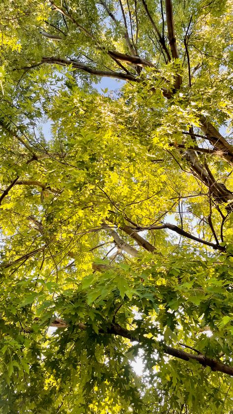 Trees summer afternoon peaceful Aesthetic Afternoon Pictures, Quiet Summer Aesthetic, Summer Afternoon Aesthetic, Sleepy Vibes, Afternoon Vibes, Quiet Summer, Outdoor Pics, Mid Afternoon, Summer Trees