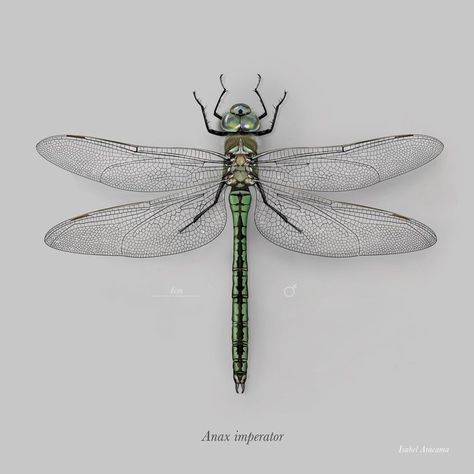 Dragonfly Taxidermy, Dragonfly Reference, Emperor Dragonfly, Wing Tattoos On Wrist, Dragonfly Illustration, Illustration Science, Dragonfly Images, Dragonfly Photography, Dragonfly Photos