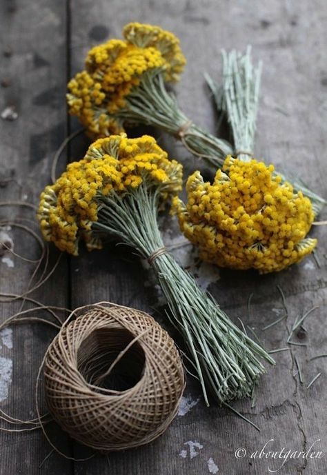 Herbs Image, Helichrysum Italicum, Aromatic Plant, Herbal Magic, Herb Garden, Cut Flowers, Pressed Flowers, Grape Vines, Flower Decorations