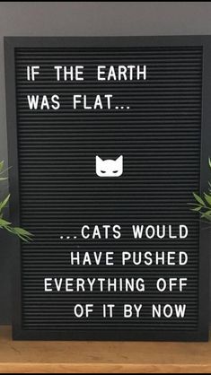 Katt Grejer, Cats Funny, Cat Quotes, E Card, Doja Cat, A Sign, Crazy Cat Lady, Bones Funny, Crazy Cats