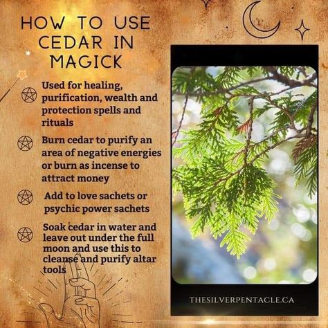 Herb Pantry, Witchy Notes, Witchy Plants, Magical Herbs Witchcraft, Herb Magick, Herbs Witchcraft, Hedge Witchcraft, Medicinal Herbs Remedies, Spiritual Ideas