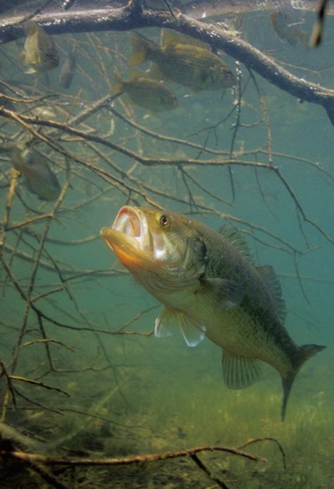 Bass expert Hal Schramm explains exactly how bass hunt, strike, and eat their prey. Pesca In Mare, Bass Fishing Tips, Smallmouth Bass, Fishing Pictures, Largemouth Bass, River Fishing, Freshwater Fishing, Underwater Photos, Catching Fish