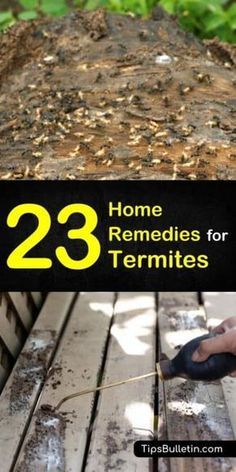 How To Get Rid Of Termites In The House, Soda Nails, Signs Of Termites, Drywood Termites, Wood Termites, Homestead Gardening, Homesteading Ideas, Household Pests, Flea Prevention