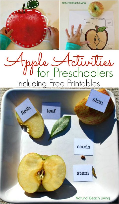 Apple activities for preschoolers, science, fine motor skills, free printables Great Apple books, sensory play, and more. The Perfect Fall Preschool Theme. Apple Theme Sensory, Montessori Themes, Books About Apples, Parts Of An Apple, Apple Science Experiments, Apple Theme Activities, Apple Science, Preschool Apple Theme, Apple Lessons