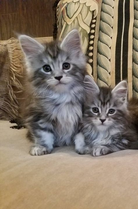 Silver Tabby Kitten, Kittens For Sale Near Me, Grey Tabby Kittens, Tabby Kittens, Munchkin Kitten, Grey Tabby, Grey Kitten, Kittens For Sale, Tabby Kitten