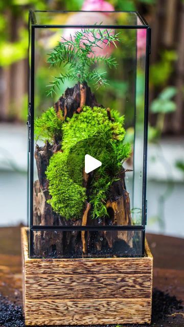 Come and explore nature as you have never before at Fern! Landscape Diy, Bonsai Styles, Forest Plants, Moss Terrarium, Moss Garden, Bonsai Art, Terrarium Diy, Micro Landscape, Nature Forest