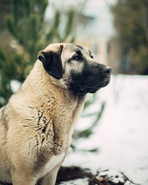 Anatolian Shepherd Aesthetic, True Aesthetic, Guardian Dog, Kangal Dog, Every Dog Breed, Livestock Guardian, Shepherd Dog Breeds, Anatolian Shepherd, Dog Smells