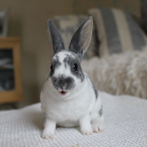 𝕄𝕚𝕟𝕚 ℝ𝕖𝕩 𝔹𝕦𝕟𝕟𝕚𝕖𝕤 🐰🐰🐰 on Instagram: “Hey guys, I’m Rihanna and  I’m a broken blue otter, I got my lovely spotty coat from my nana Nori 🥰 ▫️ ▫️ ▫️ #minirex #minirexrabbit…” Mini Rex Bunnies, Rex Bunny, Mini Rex Rabbit, Cutest Animals, Otters, I Got This, Rihanna, Funny Animals, Cute Animals