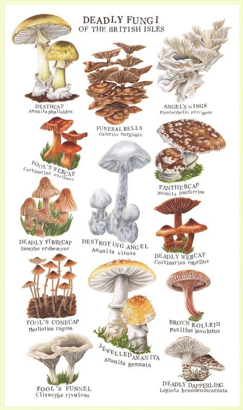 Fungi Illustration, Mushroom Identification, Mushroom Species, Poisonous Mushrooms, Mushroom Varieties, Types Of Fungi, Mushroom Pictures, Plant Book, Color Schemes Colour Palettes