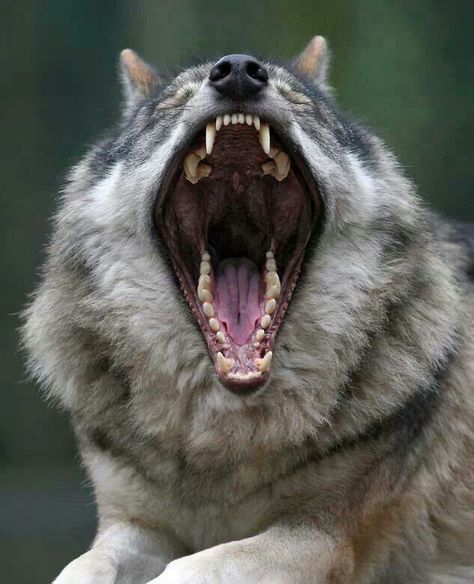 My What Big Teeth You Have ! Wolf Photos, Animal Anatomy, Wolf Love, Wild Wolf, Wolf Pictures, Wolf Spirit, Beautiful Wolves, Drawing Stuff, Wild Dogs