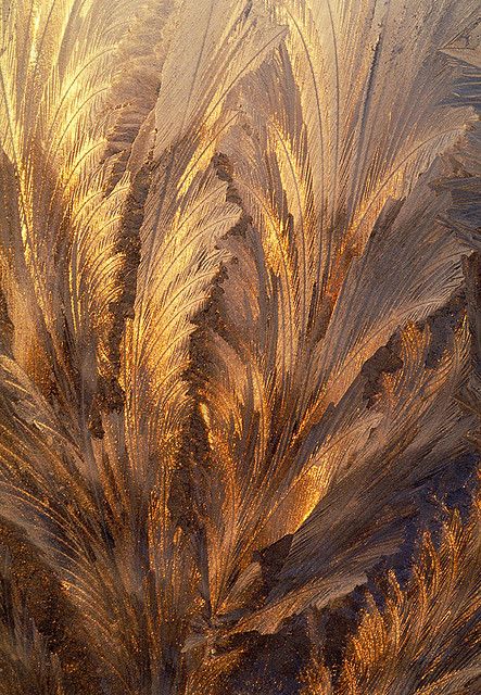 Frost on Window  - this is stunning. looks like frozen foliage. I know it is not. Frost On Window, Star Dust, Soyut Sanat Tabloları, Colors Palette, Gold Aesthetic, Jack Frost, All That Glitters, Mellow Yellow, Patterns In Nature