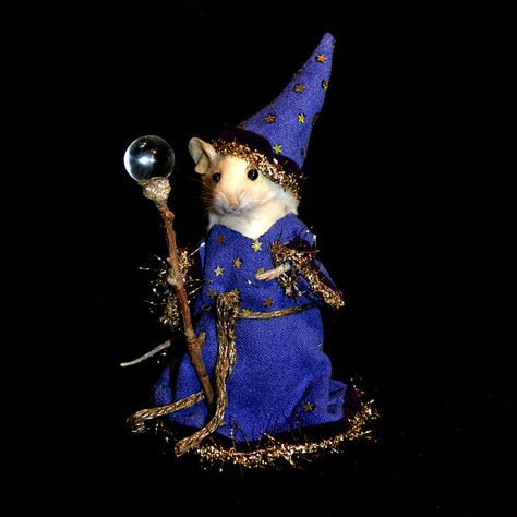 Funny Taxidermy, Rat Family, Taxidermy Mouse, Rattus Rattus, Bruno Madrigal, Funny Rats, Funny Mouse, Taxidermy Art, Cute Rats