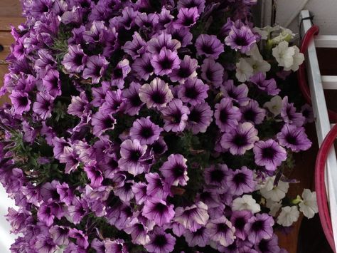 purple #petunia hanging basket. Just amazing and awesome. Petunia Hanging Baskets, Purple Flowers Garden, Purple Petunias, Hanging Flower Baskets, Diy Kitchen Renovation, All About Plants, Hanging Planters, Hanging Baskets, Just Amazing