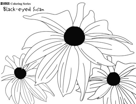 Click to see printable version of Black-eyed Susan Coloring page Geography Printables, Black Eyed Susan Flower, Flower Art Drawing, Hummingbird Tattoo, Thread Painting, Family Tattoos, Black Eyes, Black Eyed Susan, Vinyl Cut