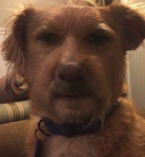 People Are Using The FaceFusion App To Turn Themselves Into Creepy Animal-Human Hybrids I MUST DO THIS WITH STINKY! Piercings Face, Human Dog, Creepy Animals, Dog Man, Dog Meme, Scary Dogs, Face Piercings, Hybrid Dogs, Mask Diy