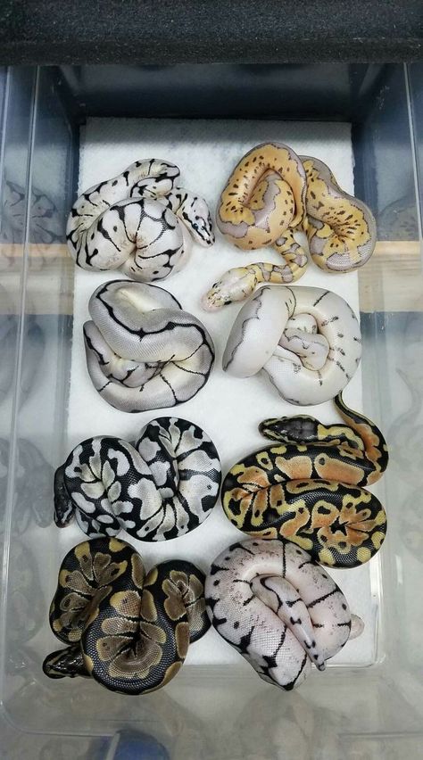 Axanthic Ball Pythons, Danger Noodles, Cool Snakes, Cute Lizard, Pretty Snakes, Colorful Snakes, Reptile Room, Ball Python Morphs, Ball Pythons