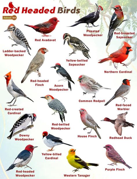 Red Headed Birds – Facts, List, Pictures Red Headed Woodpecker, Names Of Birds, Backyard Birds Watching, Backyard Birds Sanctuary, List Of Birds, Bird Facts, Bird Identification, What Is A Bird, Common Birds