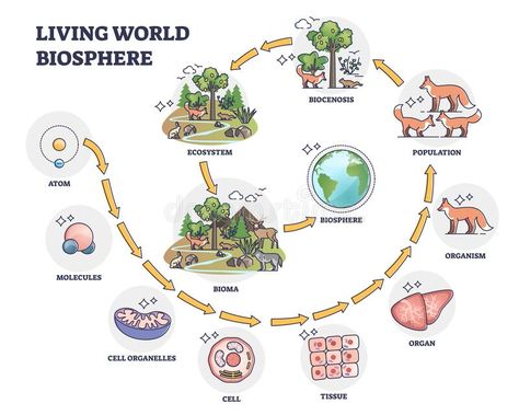 Biosphere Illustration, Biosphere Ecosystem, Hierarchy Diagram, Life Infographic, Indian Geography, Geography Facts, Cell Organelles, Living Organisms, Environmental Scientist