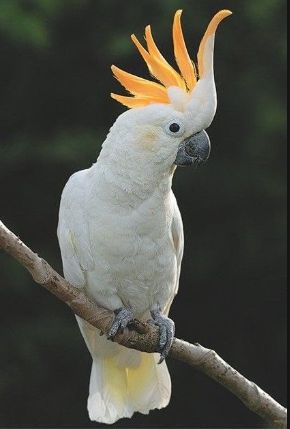 Top 21 Types of Cockatoos' Facts & History | Petco Near Me Australian Cockatoo, Burung Kakatua, Australian Parrots, Most Beautiful Birds, Parakeets, Australian Birds, Airbrush Art, Australian Animals, Exotic Birds