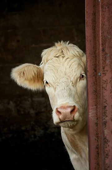 Peek-a-boo cow. Red Barn Door, Regard Animal, Farm Scenes, Fluffy Cows, Cow Pictures, Cow Calf, Cow Painting, White Cow, Baby Cows