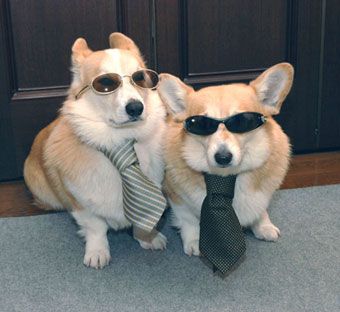 It’s important to be able to assume convincing disguises when saving the world since, obviously, people can’t suspect your true identity. | Irrefutable Proof That Corgis Are Actually Secretly Superheroes Two Corgis, Corgi Dogs, Animal Love, Makes Me Laugh, Adorable Animals, Too Cute, Puppy Love, Fur Babies, Funny Things