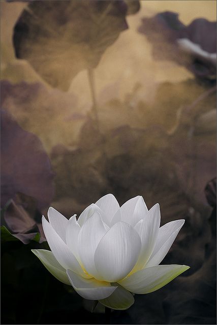 White Lotus Flower Surreal Series - Please view on Black BG - Thanks Zen Wallpaper, Lotus Flower Pictures, White Lotus Flower, Lotus Art, Lotus Tattoo, Lotus Blossom, White Lotus, Leaf Nature, Water Lily