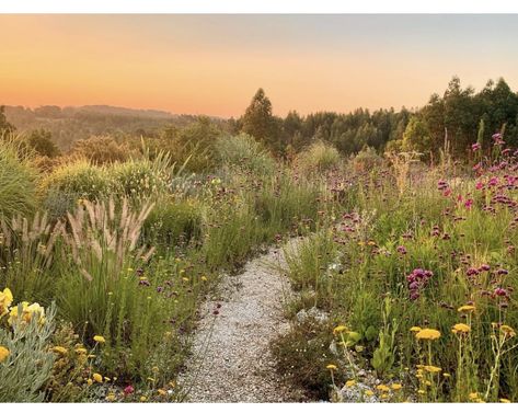 Trail Life, Naturalistic Garden, Ecology Design, Garden Plots, Wildflower Garden, Mediterranean Garden, Eco Design, Nature Garden, Plant Nursery