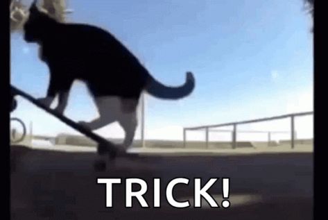 Skateboard Gif, Cat Animated, Skate Gif, Chat With Friends, Cat Gif, Animated Gif, Cool Gifs, Leadership, Skateboard