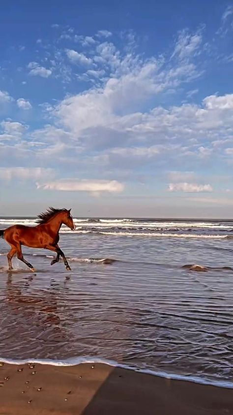 Cai Arabi, Beautiful Horses Wild, Beautiful Horse Pictures, Beautiful Arabian Horses, Horse Videos, Horse Aesthetic, Image Chat, Most Beautiful Horses, Beautiful Locations Nature