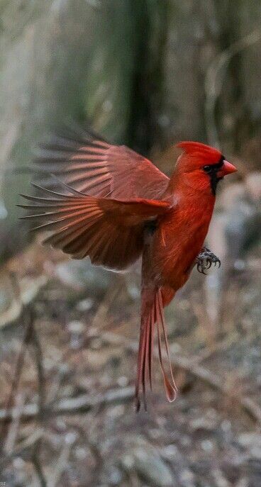 Cardinal Birds Art, Beautiful Wings, Northern Cardinal, Red Bird, Cardinal Birds, Random Thoughts, Bird Pictures, All Birds, Exotic Birds