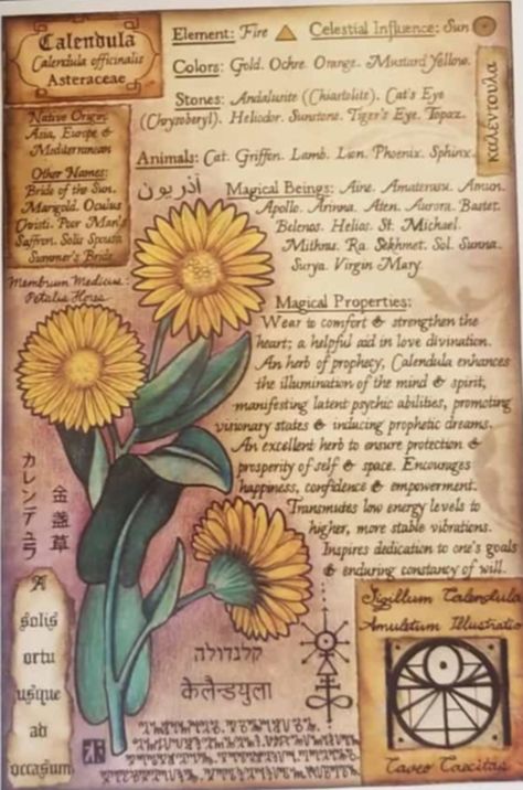 Grimoire Pages Herbs, Sun Grimoire Page, Herbal Journal Ideas, Grimoire Journal Pages, Calendula Magic, Grimoire Pages Aesthetic, Plant Grimoire, Art Grimoire, Darkhold Pages