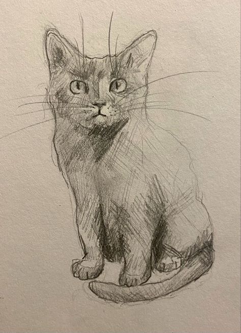 Cat Sketch Drawing, Sketches Cat, Cat Figure Drawing, Cat Drawing Ideas, Black Cat Drawing Sketches, Kitty Sketch, Black Cat Sketch, Cat Sketch Easy, Fluffy Cat Drawing