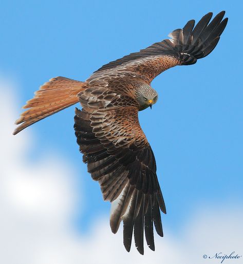 Red Kite | Photo.net Red Kite Bird, Kite Bird, Red Kite, Bird Flying, Free Background, Foto Tips, Bird Wallpaper, Animal Sketches, Bird Drawings