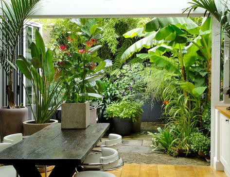 Landscape Tropical, Small Tropical Gardens, Balinese Garden, Small City Garden, Clematis Montana, Tropical Garden Design, Small Courtyard Gardens, Jungle Gardens, Courtyard Gardens Design