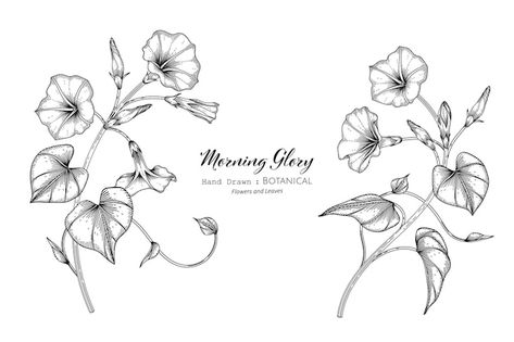 Morning Glory Tattoo, Dragon Tattoo Drawing, Morning Glory Vine, Morning Glory Flowers, Blue Bell Flowers, Flower Tattoo Arm, Vine Tattoos, Floral Tattoo Design, Tattoo Project