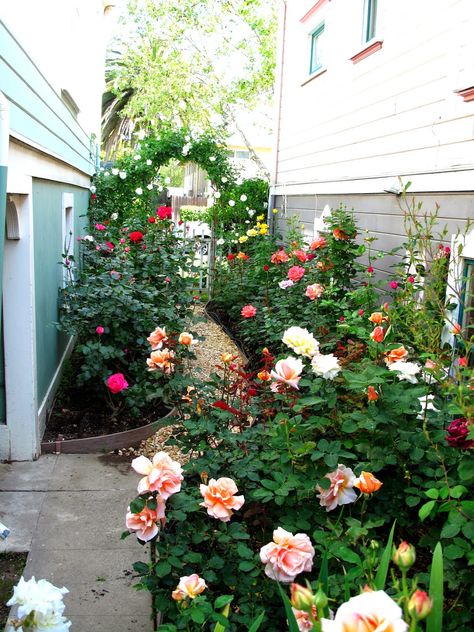 Rose And Vegetable Garden, Rose Garden Bed, Raised Bed Rose Garden, Rose Garden Front Yard, Rose Garden In Pots, Climbing Roses Small Garden, Rose Garden Backyard, Mini Rose Garden Ideas, Backyard Rose Garden