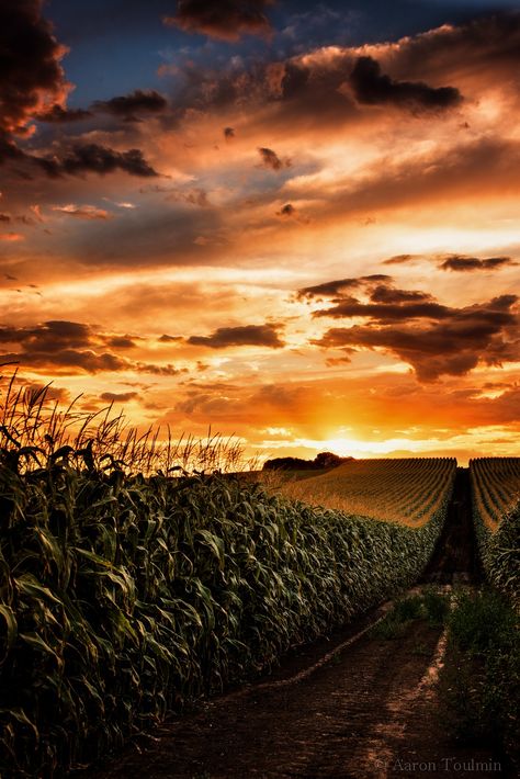 Corn Field, Sun Setting, Beautiful Sky, Beautiful Sunset, Country Life, Amazing Nature, Sunrise Sunset, Pretty Pictures, Beautiful World