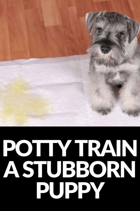 Dog Potty Training, Potty Train, Dog Potty, Dog Training Treats, Potty Training Puppy, Dog Pee, Dog Brain, Bad Behavior, Getting A Puppy