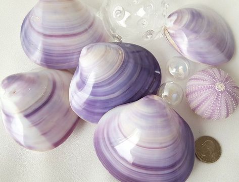 The Colour Of Magic, Purple Crafts, Sea Glass Decor, Seashell Frame, Crystal Seashells, Purple Beach, Clam Shells, Beach Grass, Coastal Christmas Decor