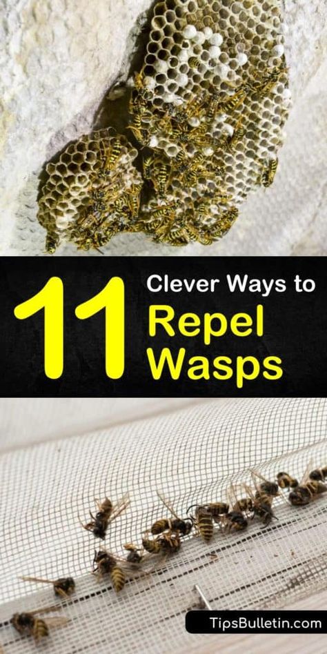 Wasp Deterrent Plants, How To Deter Bees And Wasps, Bee Deterrent, Natural Wasp Repellent, Tennessee Garden, Fake Wasp Nest, Wasp Deterrent, Bee Repellent, Wasp Killer