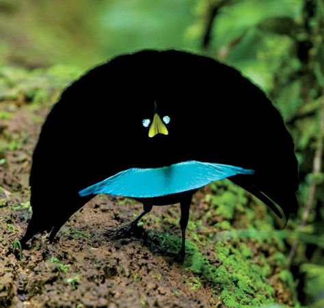 New Bird Dances to Its Own Beat, and More Amazing Discoveries Weird Birds, Turquoise Colour, Most Beautiful Birds, Bird Supplies, Colour Combo, Funny Birds, Bird Of Paradise, Exotic Birds, Colorful Birds