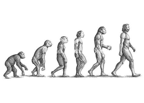 Human Evolution Tattoo, Human Evolution Drawing, Human Evolution Illustration, Evolution Illustration, Evolution Drawing, Evolution Artwork, Darwin Evolution, Evolution Tattoo, Steven Noble