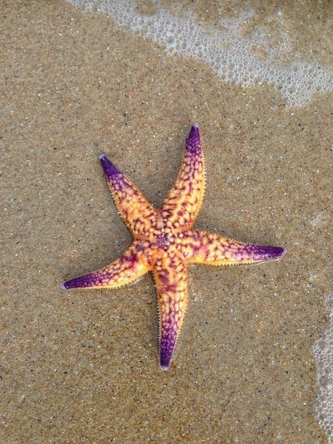 Starfish Photography, Starfish Species, Starfish Drawing, Sea Creatures Art, Sea Stars, Stella Marina, Creatures Art, Beautiful Sea Creatures, Water Life