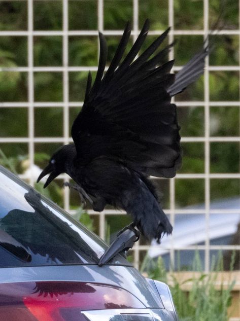 RESIDENTS screaming blue murder at damage to their cars were shocked to find crazed crows were to blame. Locals feared yobs were pulling off their windscreen wipers. But after weeks of attacks in the same street, three large crows were found to be behind the damage. Dave King, 56, has had his Mitsubishi targeted several […] Crow Attacking, 2024 Art, England Flag, Windscreen Wipers, Pull Off, Crows, Wind Screen, Bald Eagle, Scream