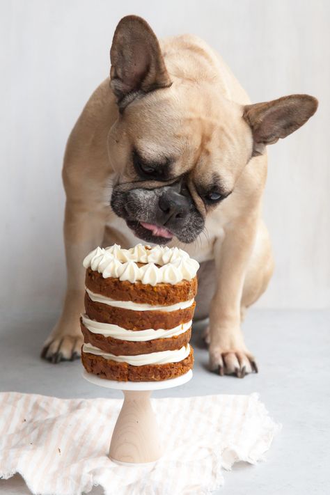 Remy's Sweet Potato Pup Cake Dog Safe Cake Recipe, Dog Birthday Cake Recipe, Dog Cake Recipes, Puppy Cake, Animals Crossing, Dog Birthday Cake, Dog Treats Homemade Recipes, Dog Cakes, Birthday Cake Recipe